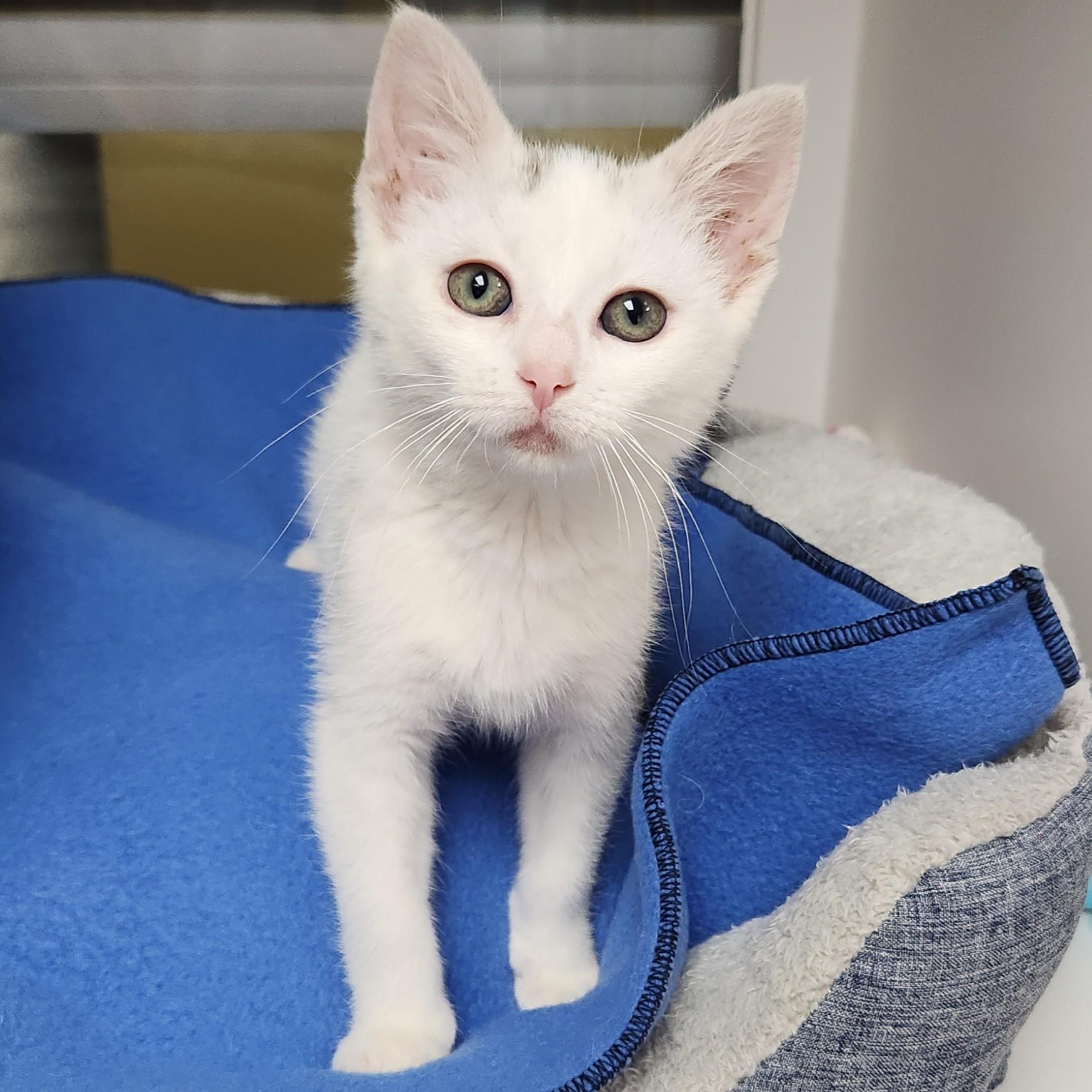 Enlarge Sky, a ADOPTABLE Domestic Short Hair in Marshfield, WI image 4/6