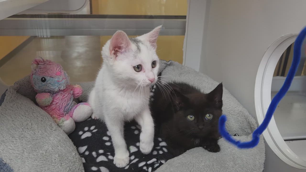 Enlarge Sky, a ADOPTABLE Domestic Short Hair in Marshfield, WI video 6/6