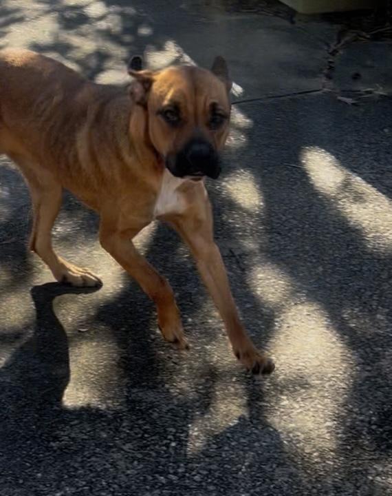 Jolly, Adoptable, Young Female Boxer & Black Mouth Cur.