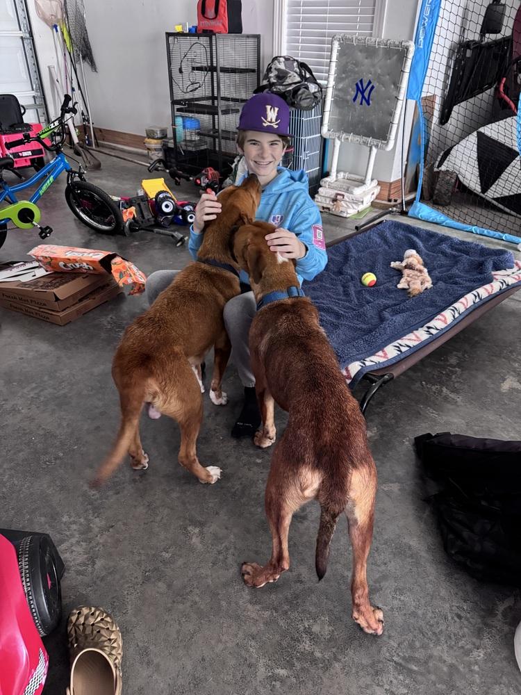 Enlarge Jolly, a Adoptable mixed breed in Willingboro, NJ image 3/6