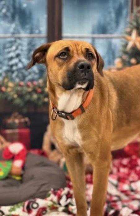 Enlarge Jolly, a Adoptable mixed breed in Willingboro, NJ image 4/6