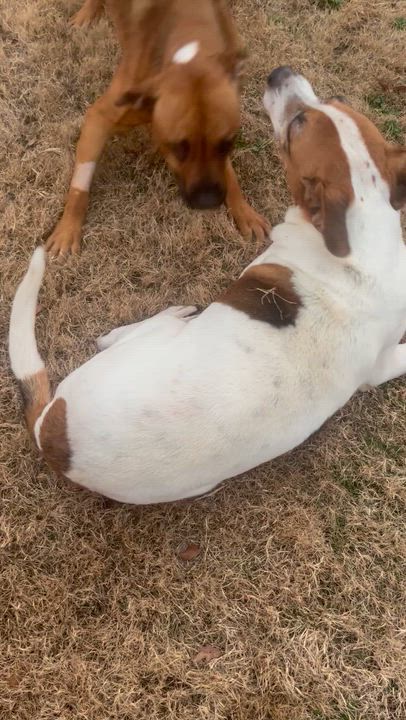 Enlarge Jolly, a Adoptable mixed breed in Willingboro, NJ video 5/6