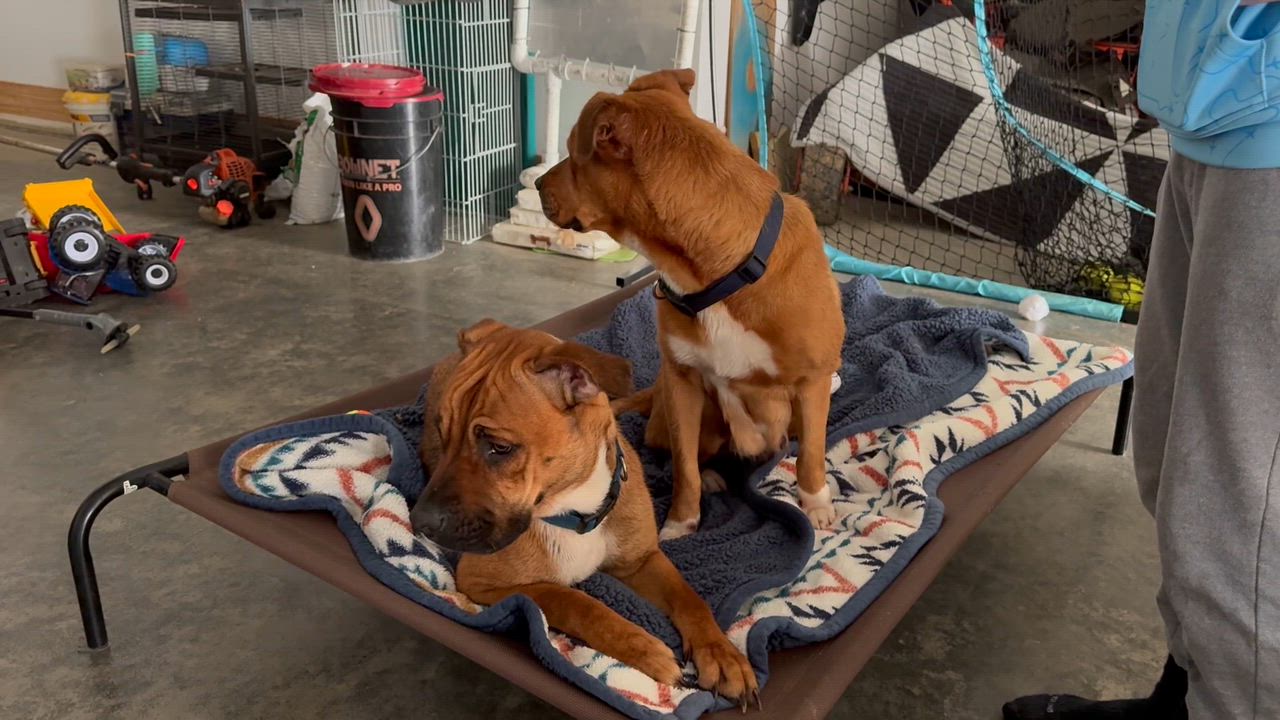 Enlarge Jolly, a Adoptable mixed breed in Willingboro, NJ video 6/6