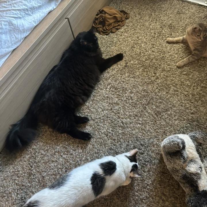 Panther Faubus — thumbnail 2