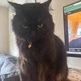 Panther Faubus — thumbnail 3