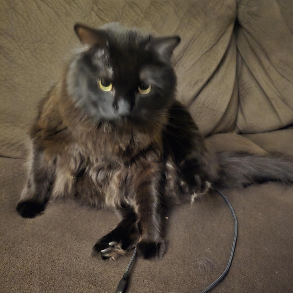 Panther Faubus — thumbnail 4