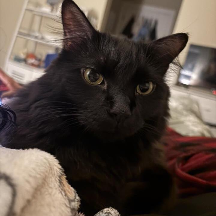 Panther Faubus — thumbnail 5