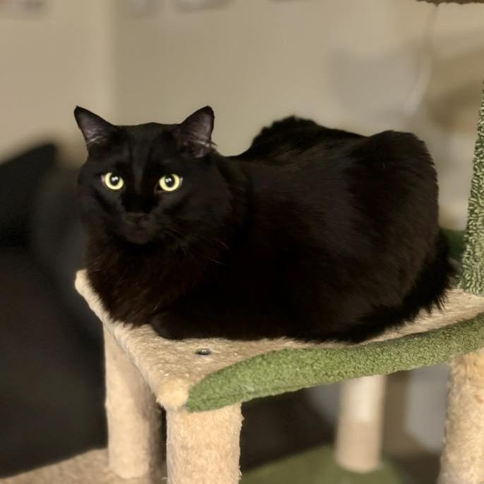 Panther Faubus — thumbnail 6