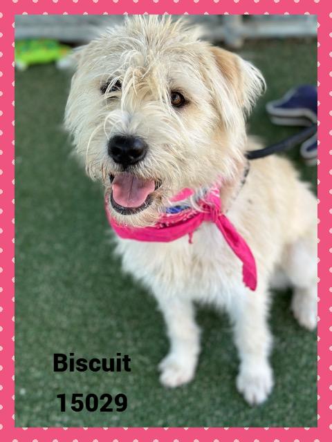 BISCUIT see also WAFFLES