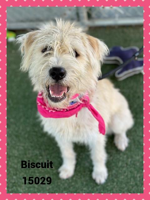 BISCUIT see also WAFFLES