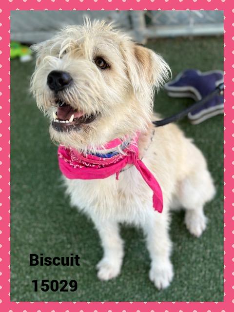 BISCUIT see also WAFFLES