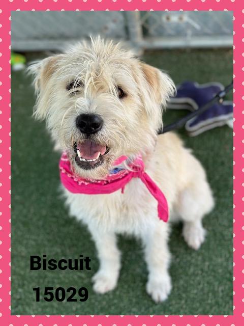 BISCUIT see also WAFFLES