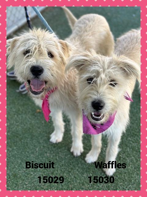 BISCUIT see also WAFFLES