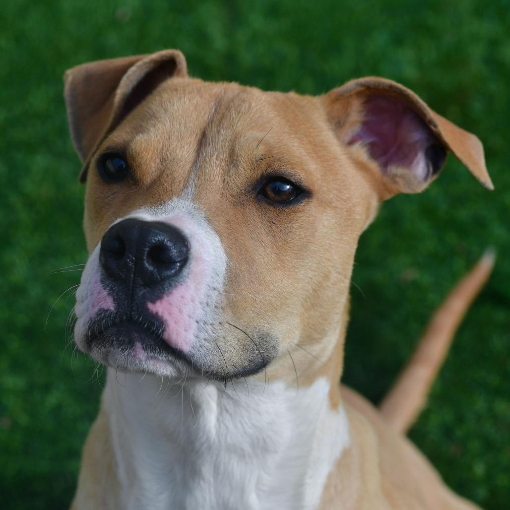 Acorn, Adoptable, Young Male Mixed Breed.