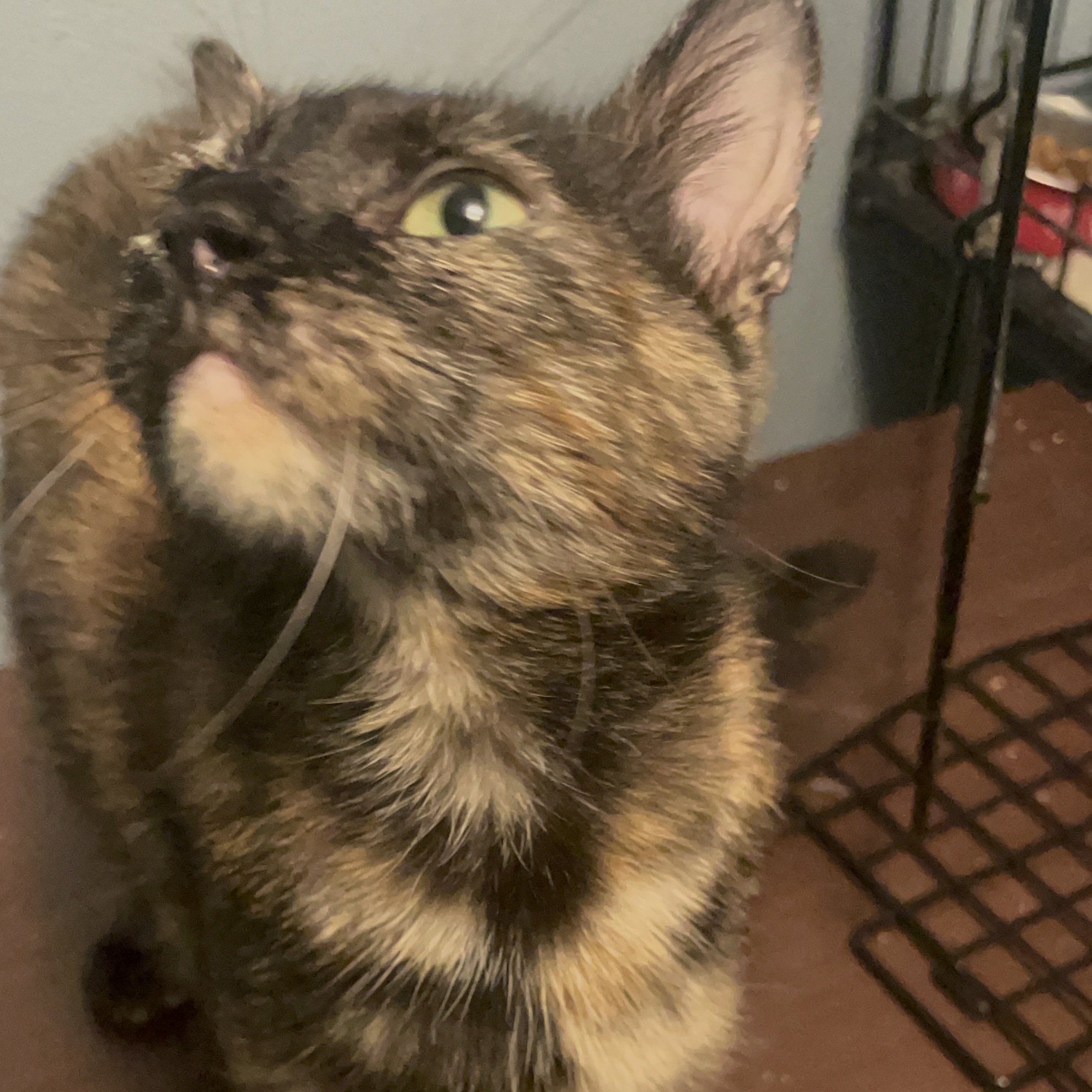 Bunny, a Adoptable Domestic Short Hair in Delta, OH image 3/5