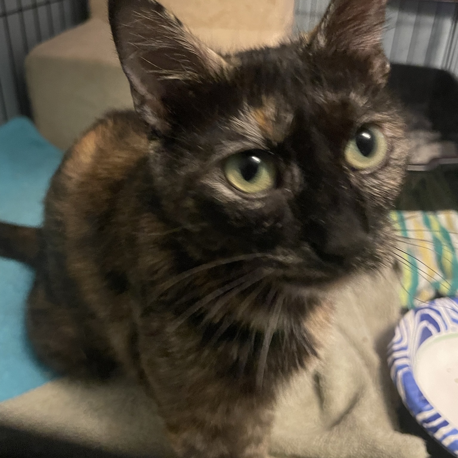 Bunny, a Adoptable Domestic Short Hair in Delta, OH image 4/5