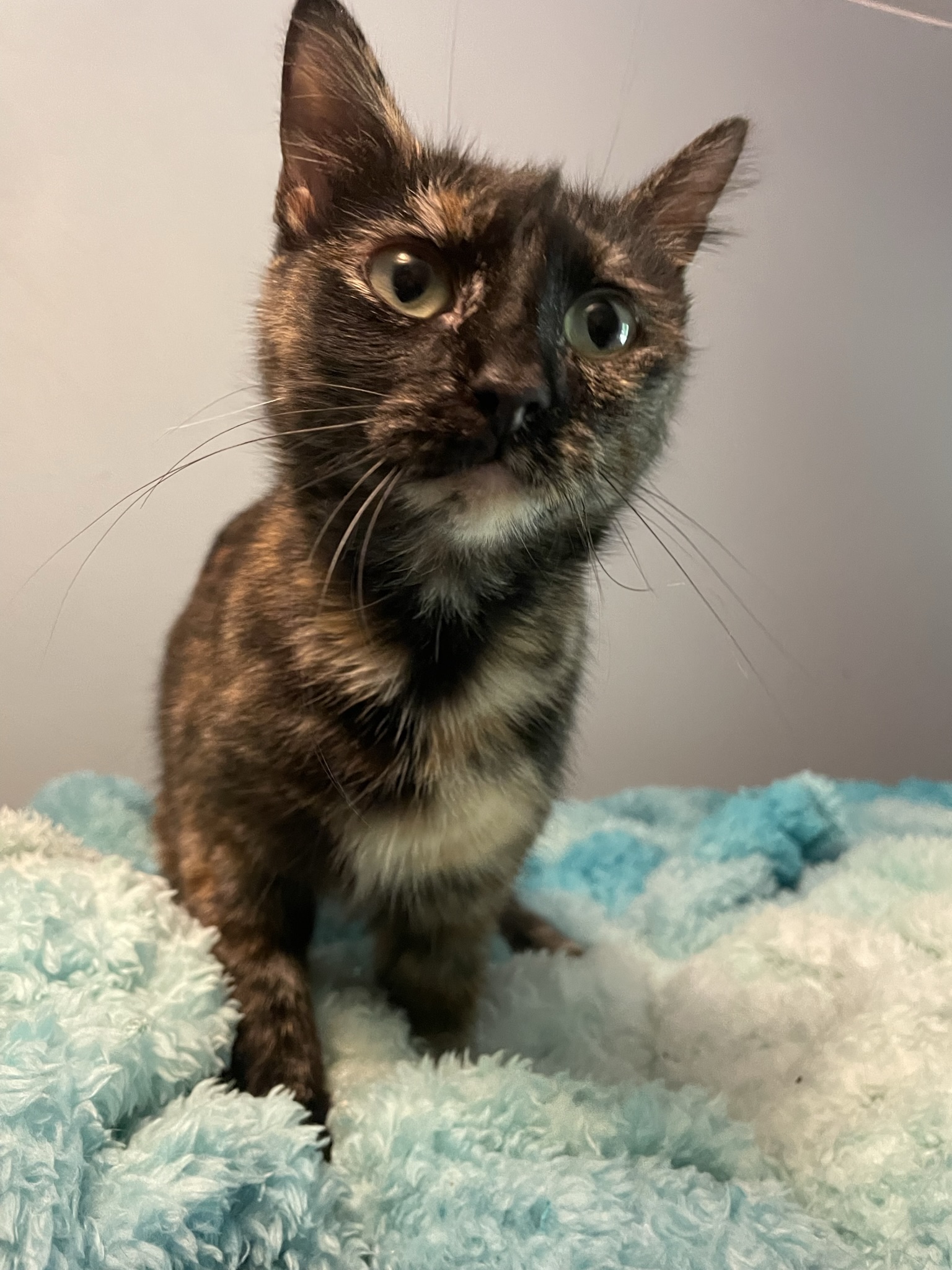 Bunny, a Adoptable Domestic Short Hair in Delta, OH image 2/5