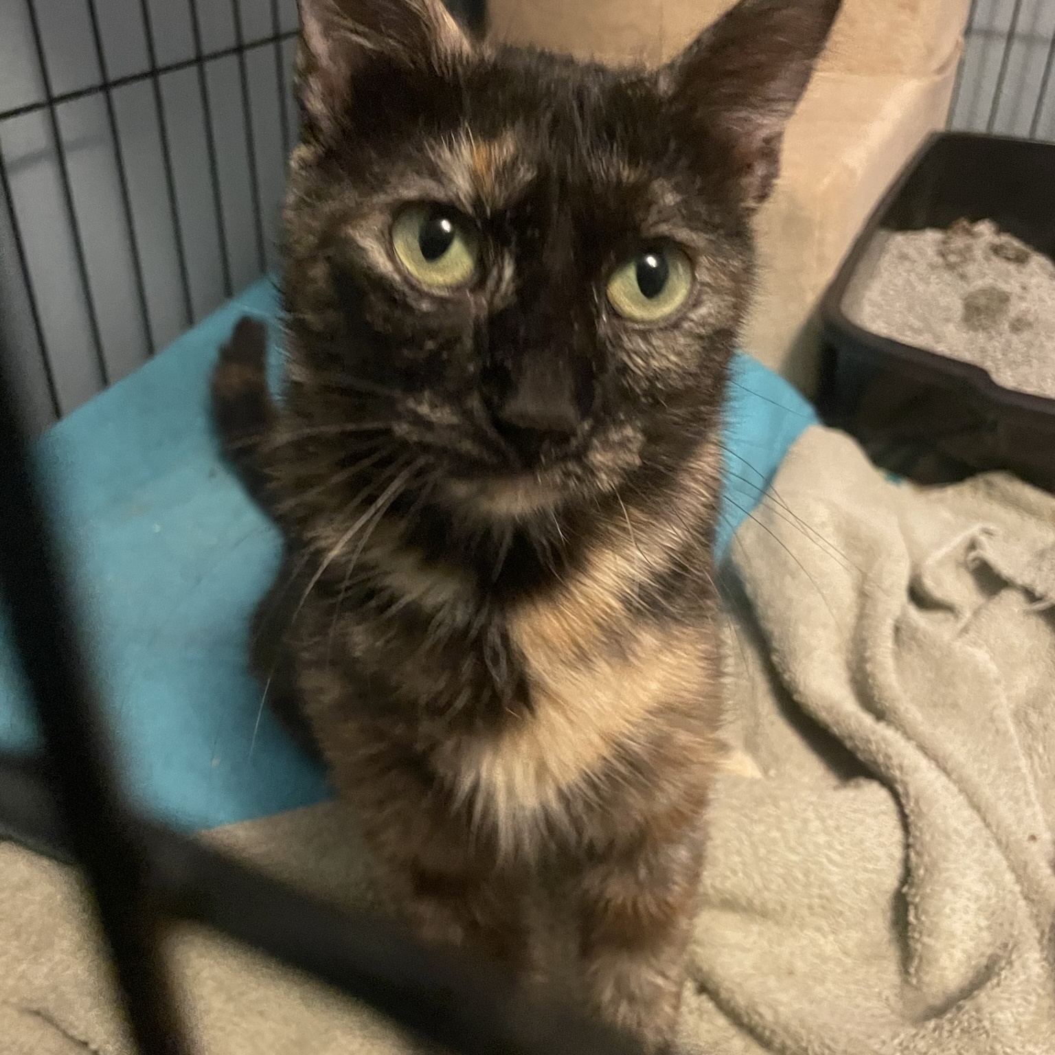 Bunny, a Adoptable Domestic Short Hair in Delta, OH image 1/5