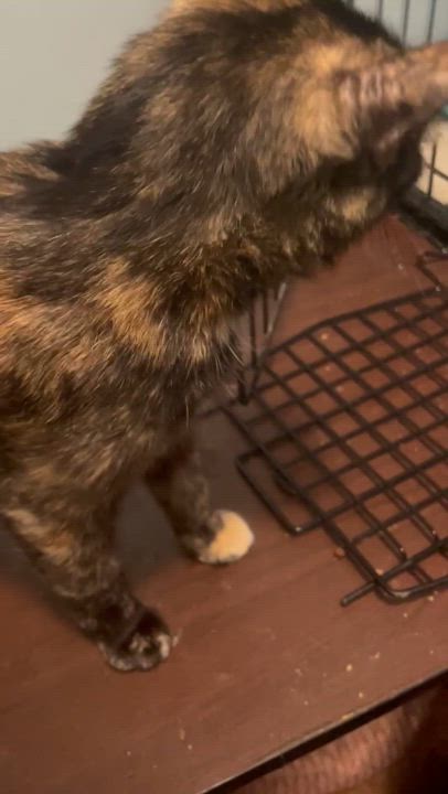Enlarge Bunny, a Adoptable Domestic Short Hair in Delta, OH video 5/5