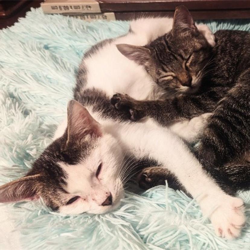 Lucky, Adoptable, Adult Male Domestic Medium Hair & Domestic Medium Hair.