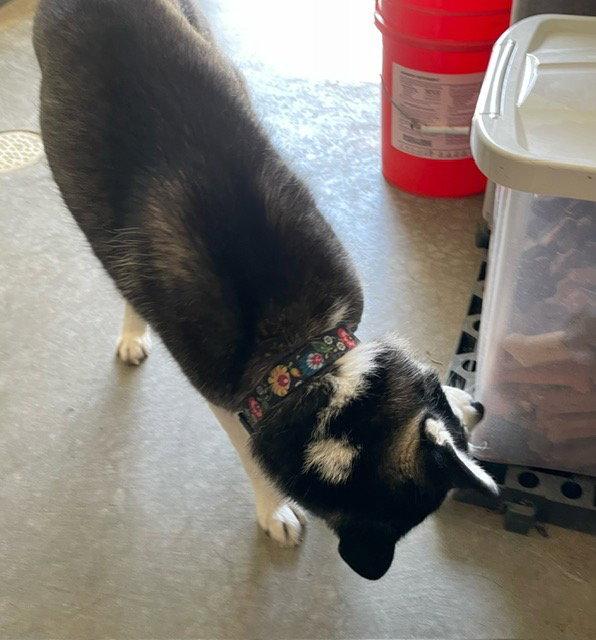 Enlarge Penelope - Husky - #3, a Adoptable Husky in Mitchell, SD image 1/2