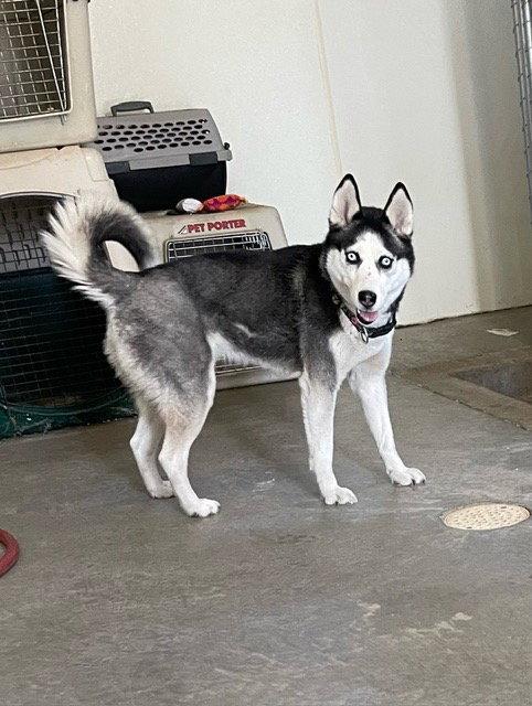 Enlarge Penelope - Husky - #3, a Adoptable Husky in Mitchell, SD image 2/2