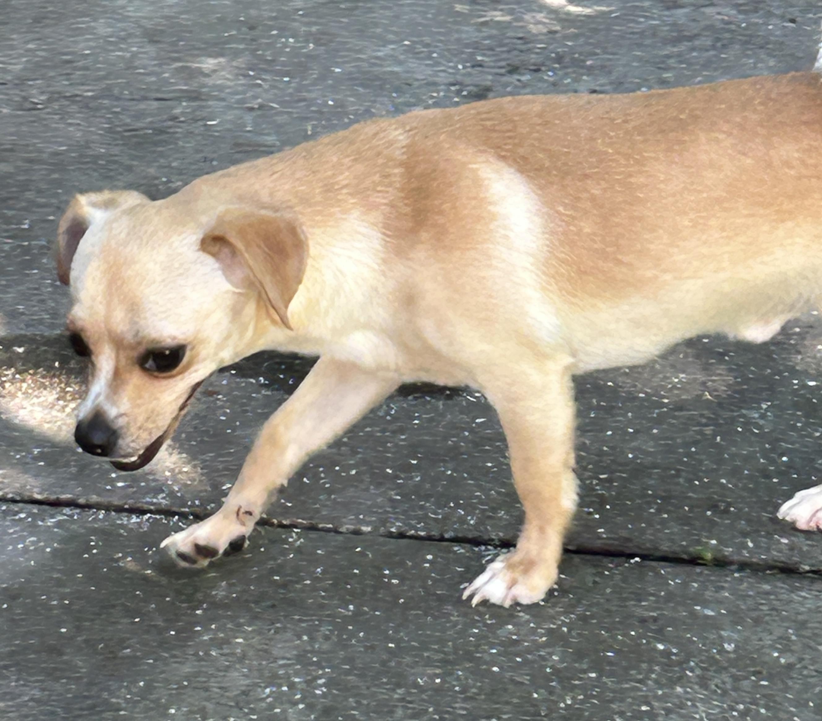Enlarge Remy, a Adoptable mixed breed in Sarasota, FL image 3/3