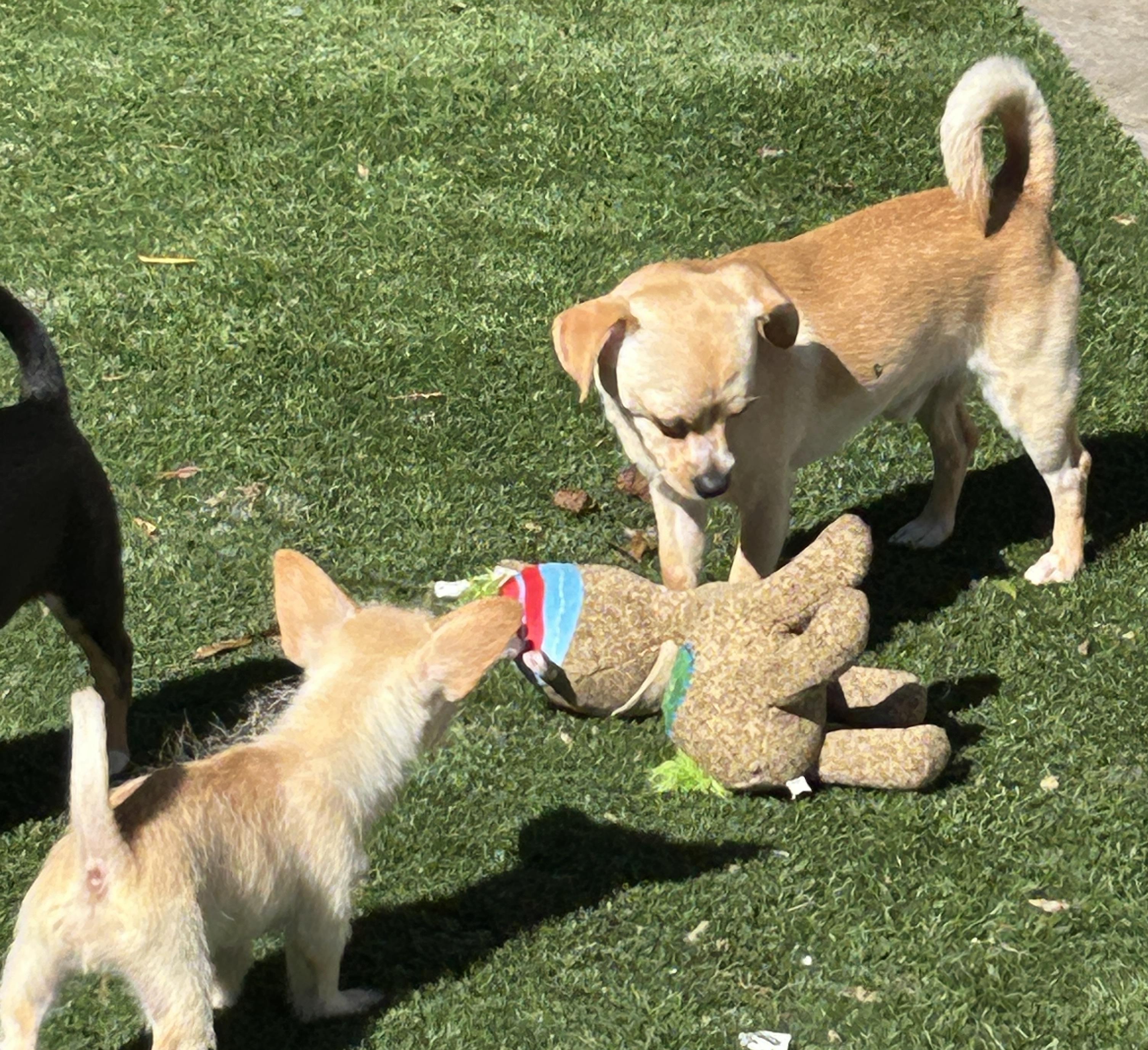 Remy, Adoptable, Young Male Chihuahua.