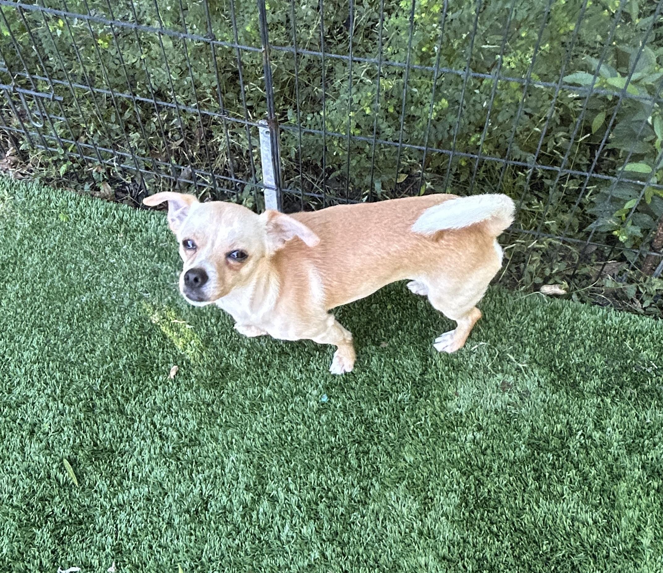 Enlarge Remy, a Adoptable mixed breed in Sarasota, FL image 2/3
