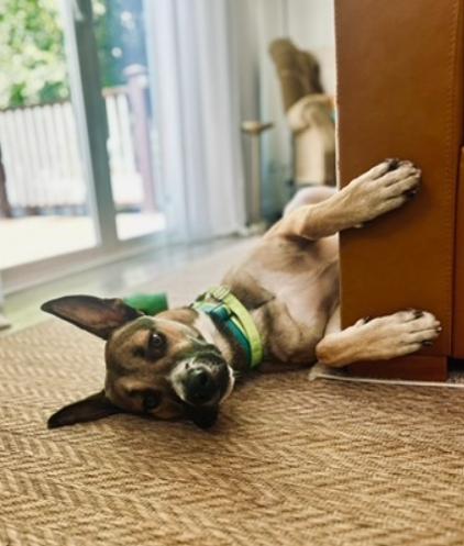 Enlarge Xander, a Adoptable German Shepherd Dog in San Diego, CA image 1/3