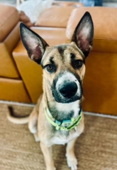 Enlarge Xander, a Adoptable German Shepherd Dog in San Diego, CA image 2/3
