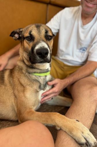 Enlarge Xander, a Adoptable German Shepherd Dog in San Diego, CA image 3/3