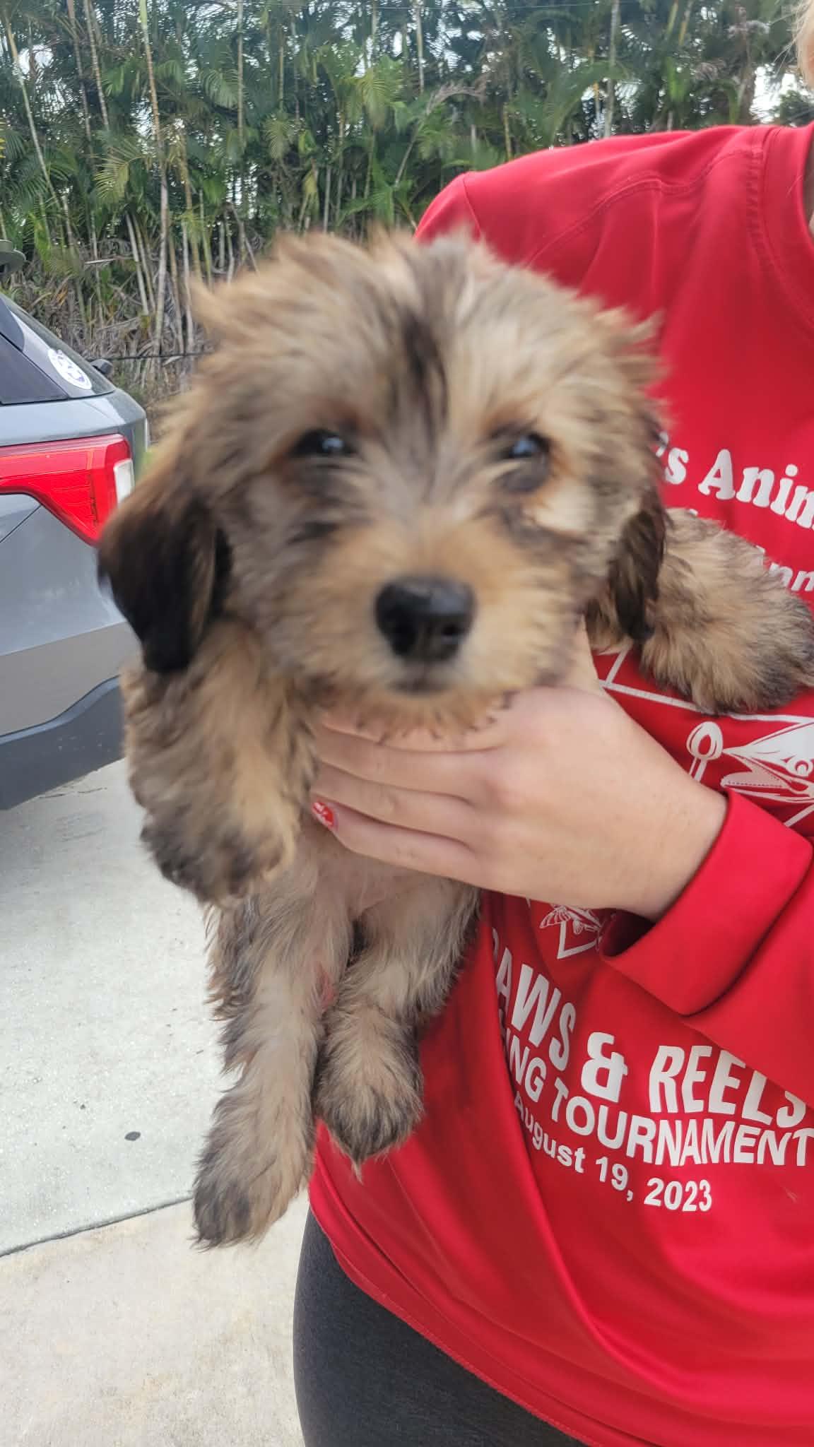 Enlarge Zinnia, a ADOPTABLE mixed breed in Loxahatchee, FL image 1/1