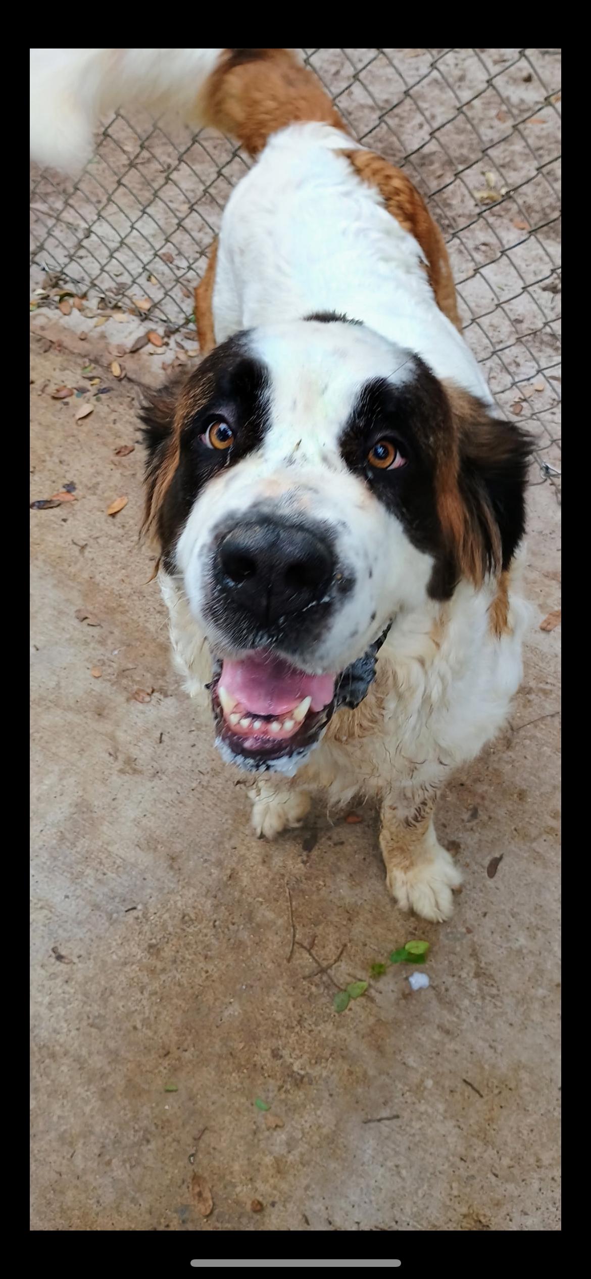Enlarge Bella, a Adoptable Saint Bernard in Magnolia, TX image 1/1