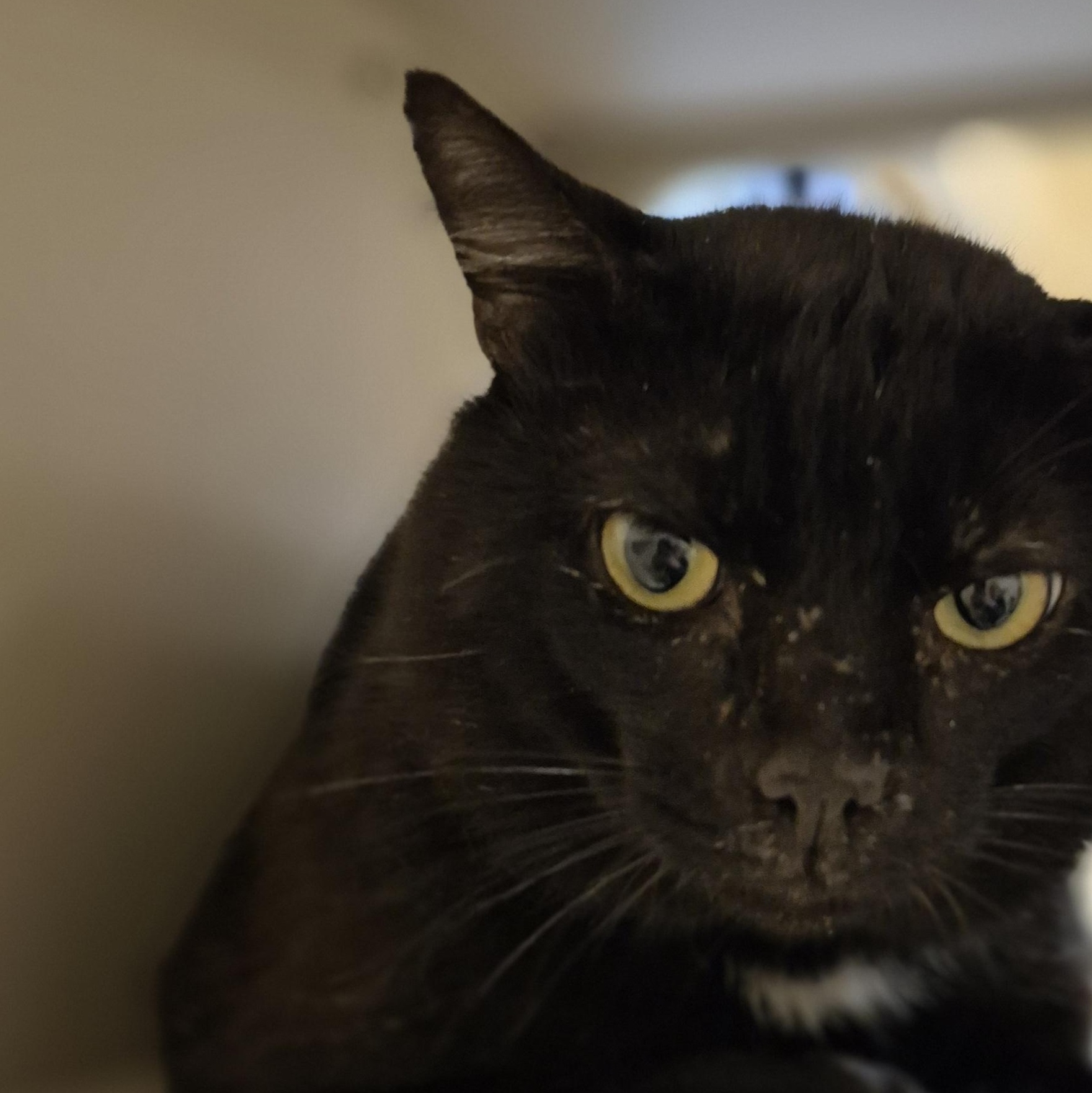 Enlarge Frank, a ADOPTABLE Domestic Short Hair in Schertz, TX image 2/3