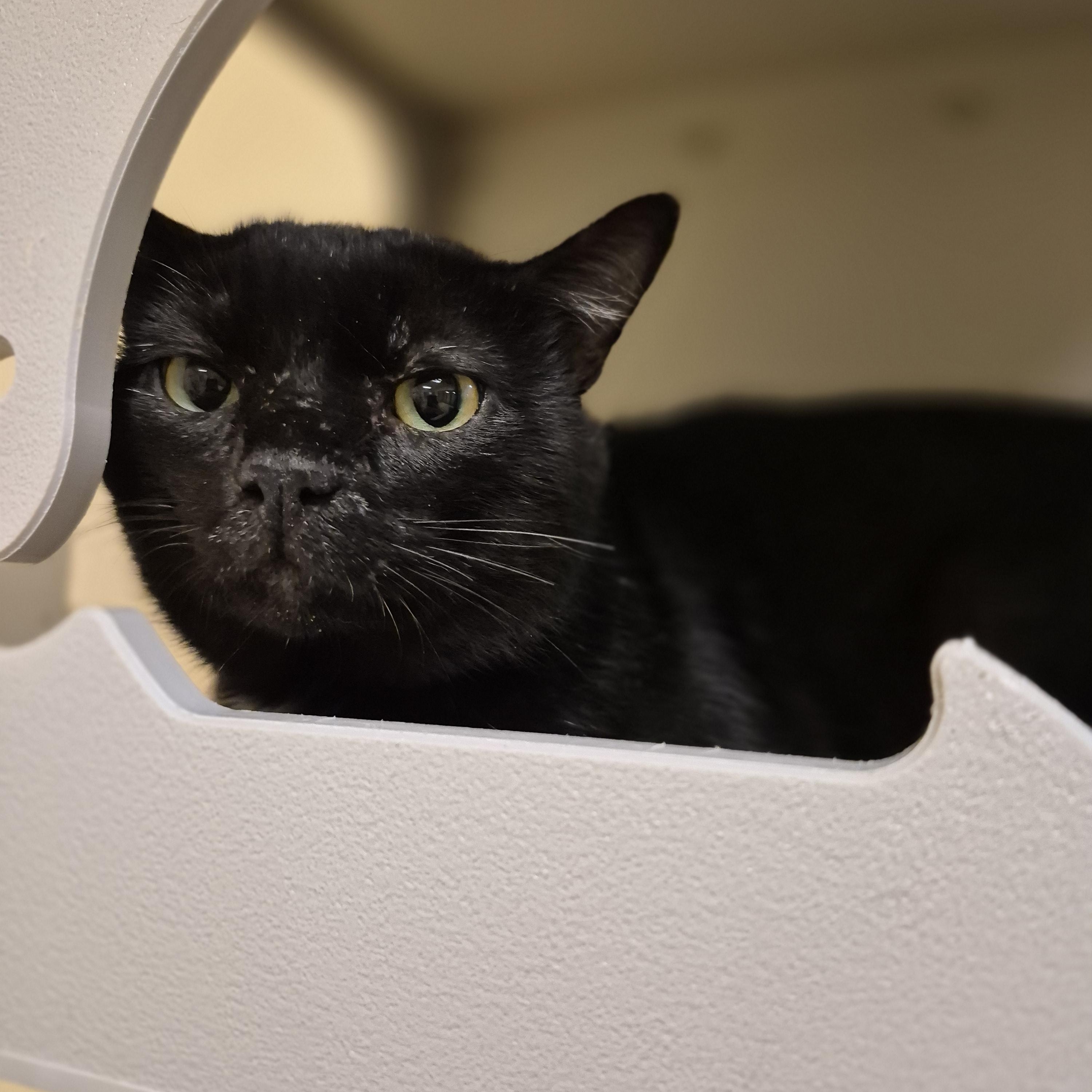 Enlarge Frank, a ADOPTABLE Domestic Short Hair in Schertz, TX image 1/3