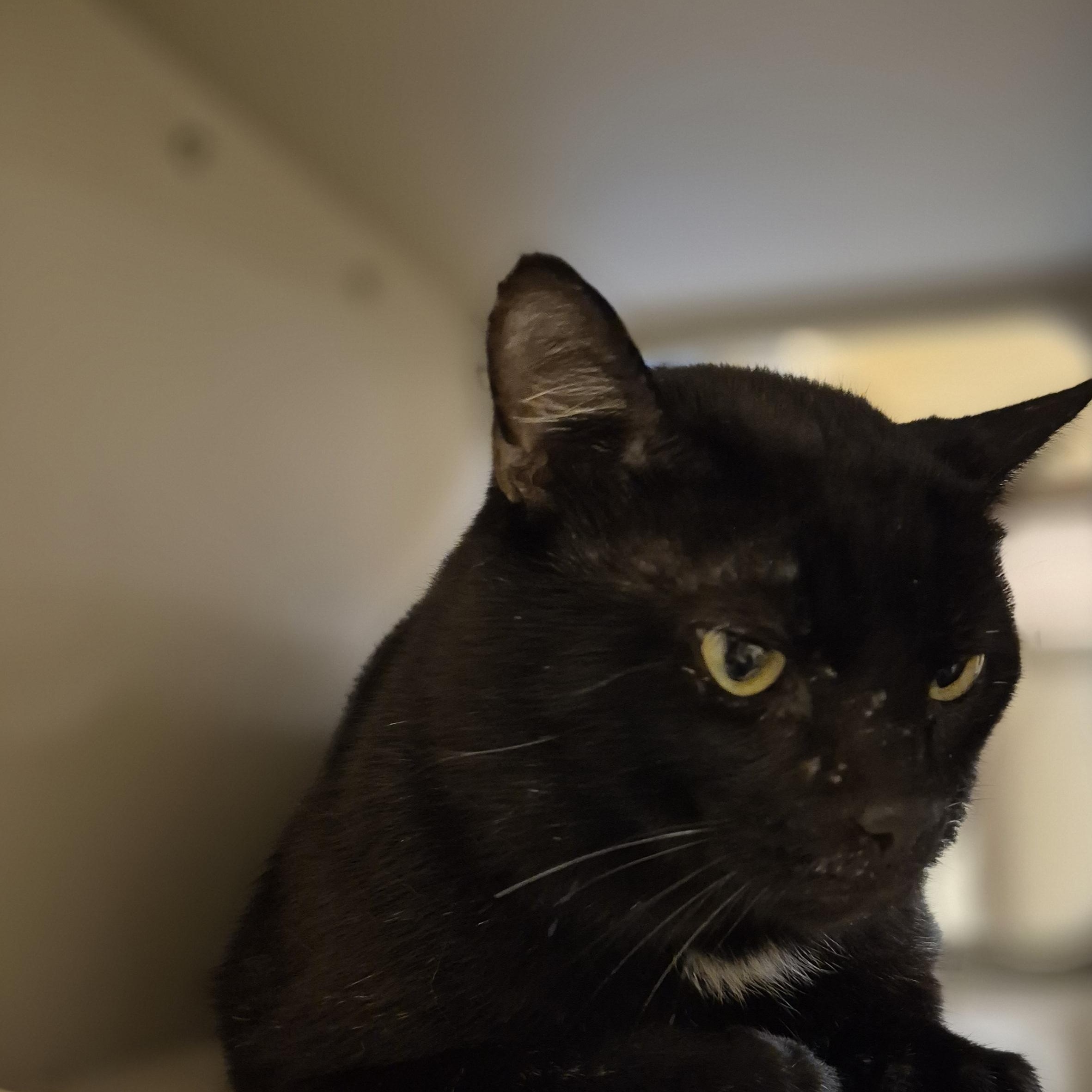 Enlarge Frank, a ADOPTABLE Domestic Short Hair in Schertz, TX image 3/3