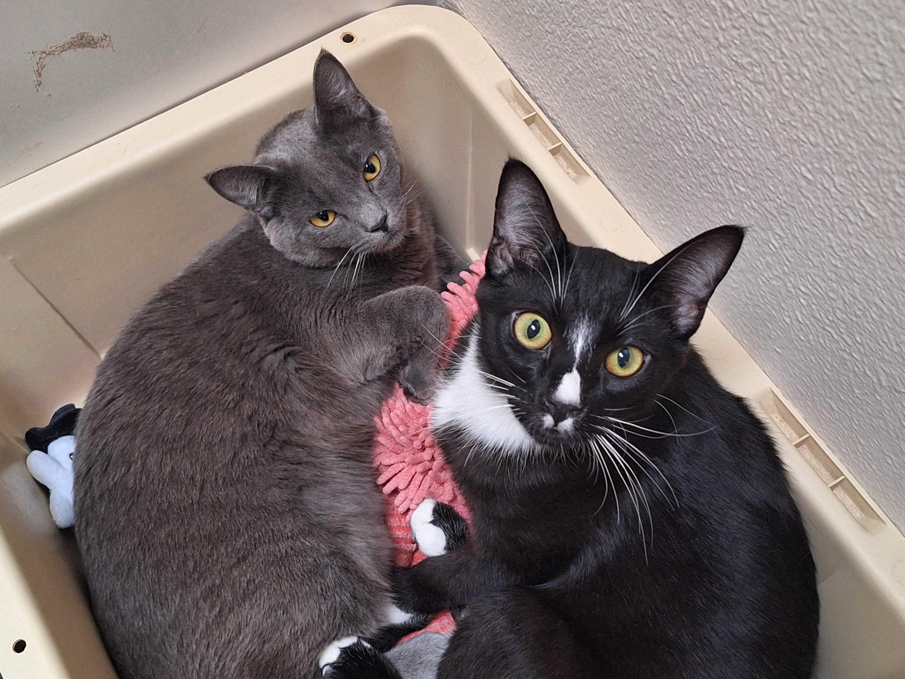 Enlarge Hank and Ace, an adoptable Domestic Short Hair in Seattle, WA image 6/6