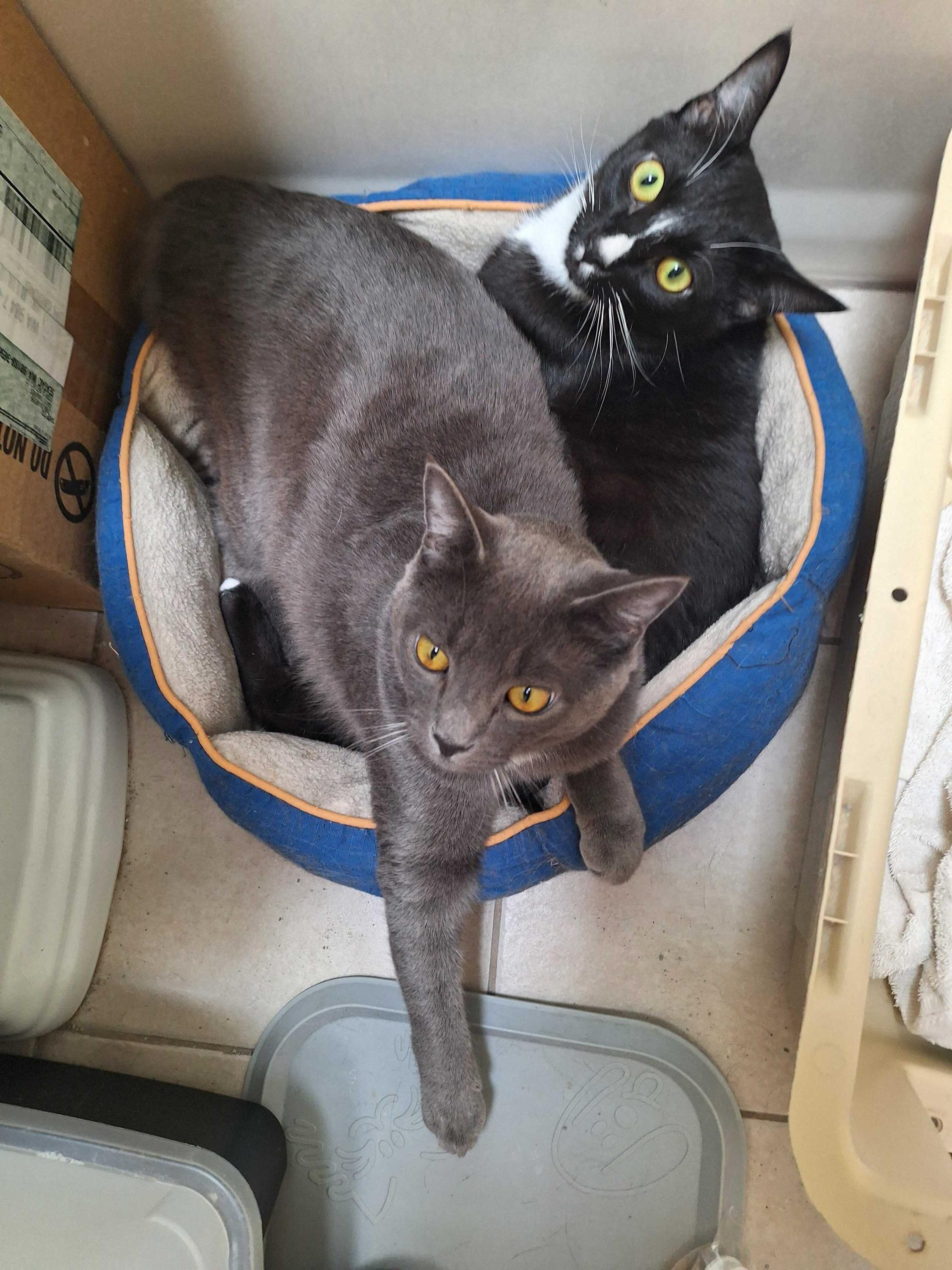 Hank and Ace, adoptable, Young Male Domestic Short Hair.