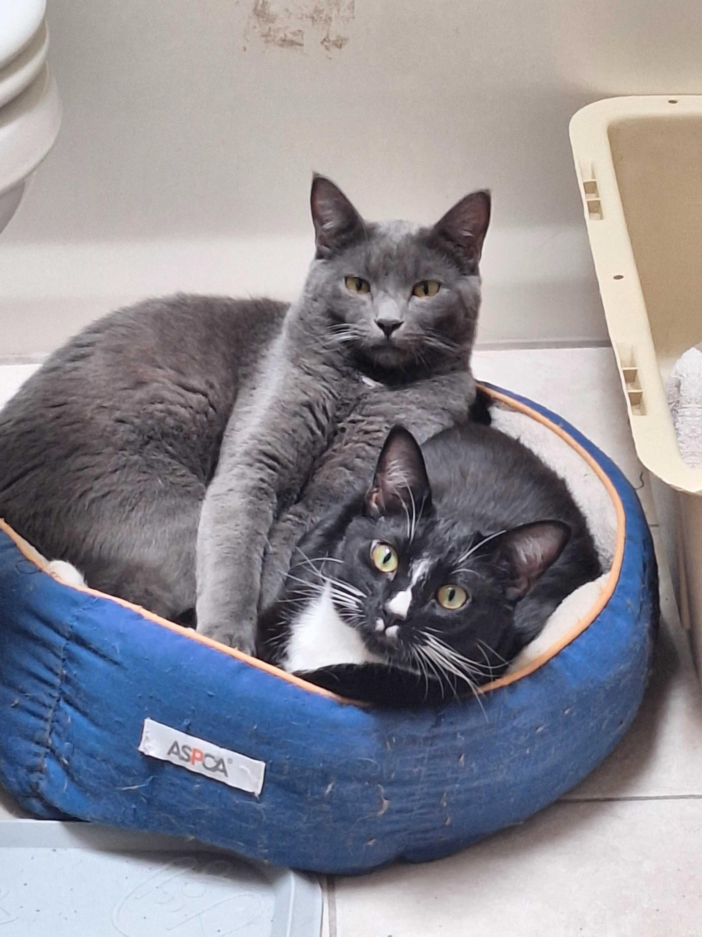 Enlarge Hank and Ace, an adoptable Domestic Short Hair in Seattle, WA image 2/6