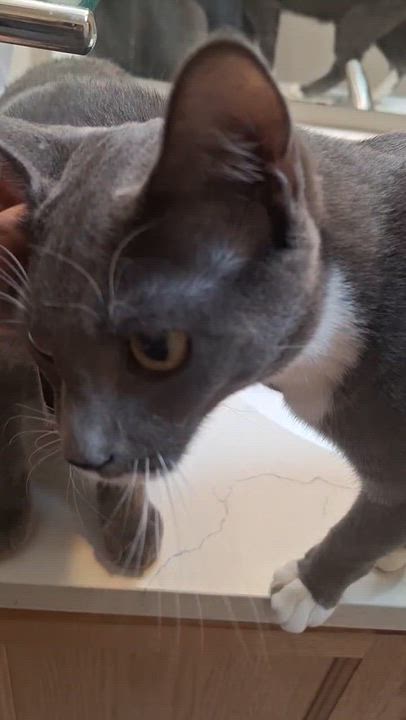 Enlarge Hank and Ace, an adoptable Domestic Short Hair in Seattle, WA video 5/6