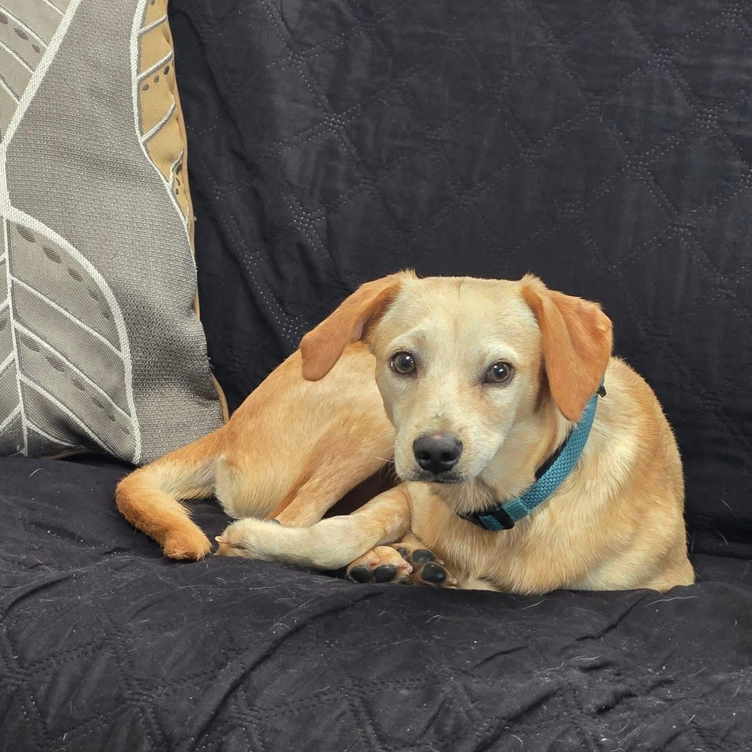 Nugget, Adopted, Young Male Terrier.