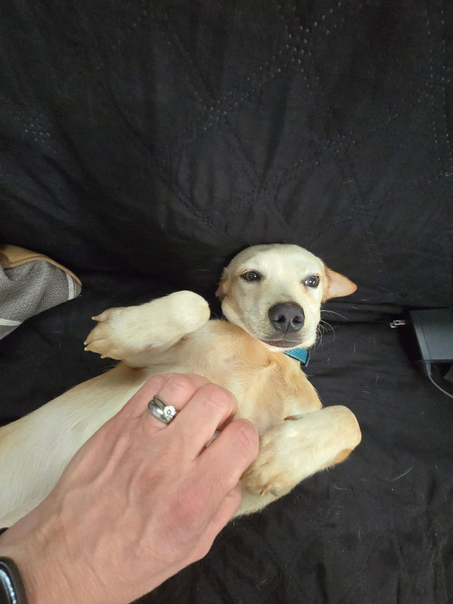 Enlarge Nugget, a Adopted mixed breed in Levittown, NY image 4/5