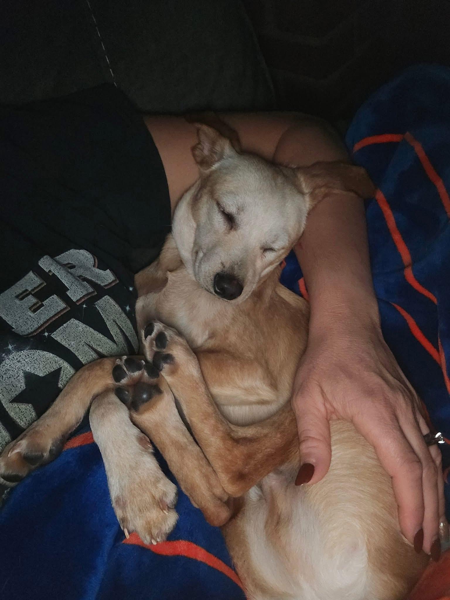 Enlarge Nugget, a Adopted mixed breed in Levittown, NY image 5/5