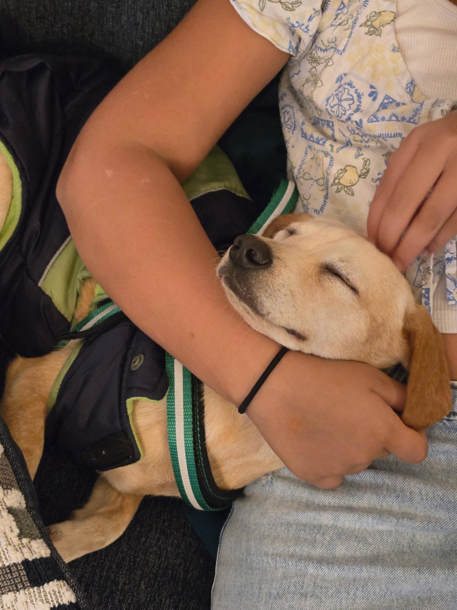 Enlarge Nugget, a Adopted mixed breed in Levittown, NY image 3/5