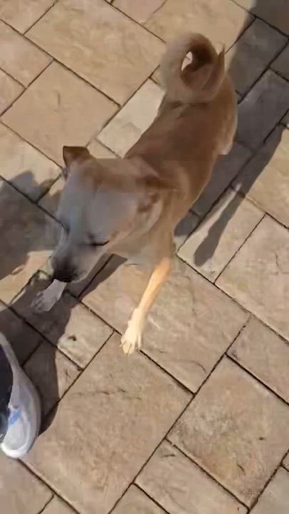 Enlarge Nugget, a Adopted mixed breed in Levittown, NY video 2/5