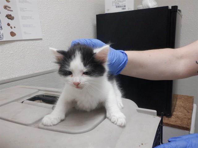 COW, Adoptable, Kitten Male Domestic Medium Hair.