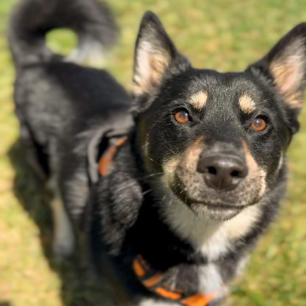 Enlarge Bolt, a Adoptable Mixed Breed in Washington Township, OH image 1/1