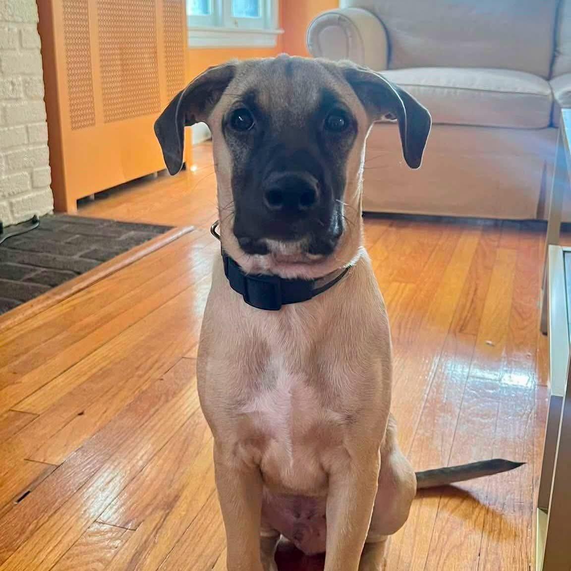 WRINKLES, Adopted, Young Male German Shepherd Dog & Labrador Retriever.