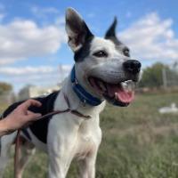 Enlarge Pop Pop, a ADOPTABLE mixed breed in St Catharines, ON image 2/6